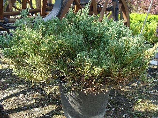 JUNIPERUS HORIZONTALIS PLUMOSA